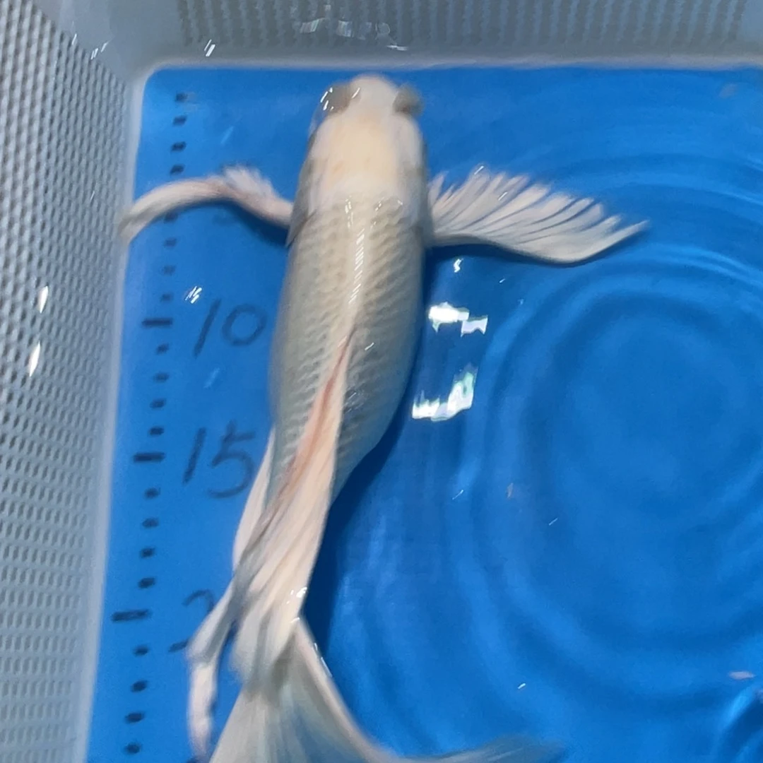 锦鲤锦鲤包邮包售后