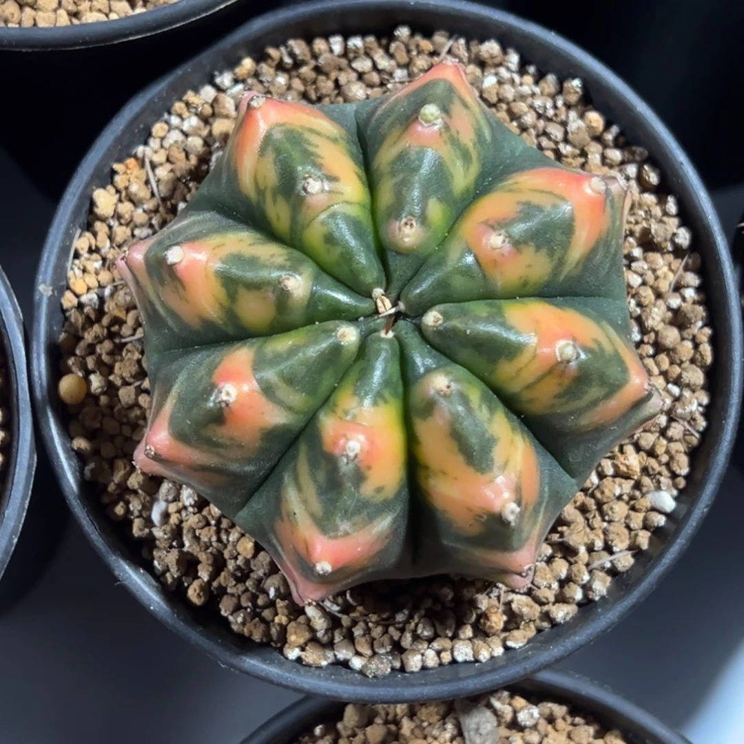 实生黄虎斑带盆土发货