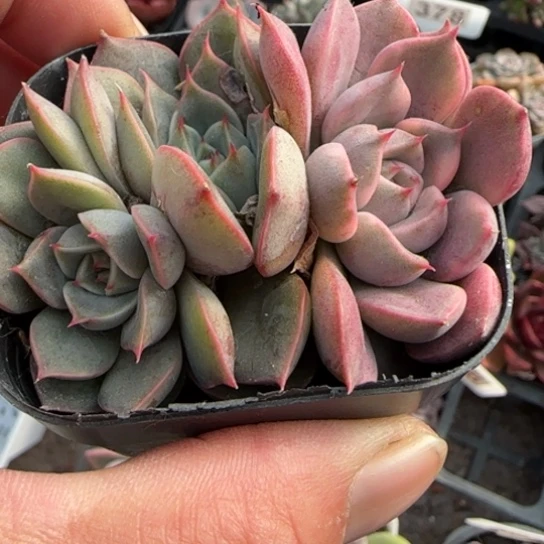 16玫瑰夫人锦多肉植物多