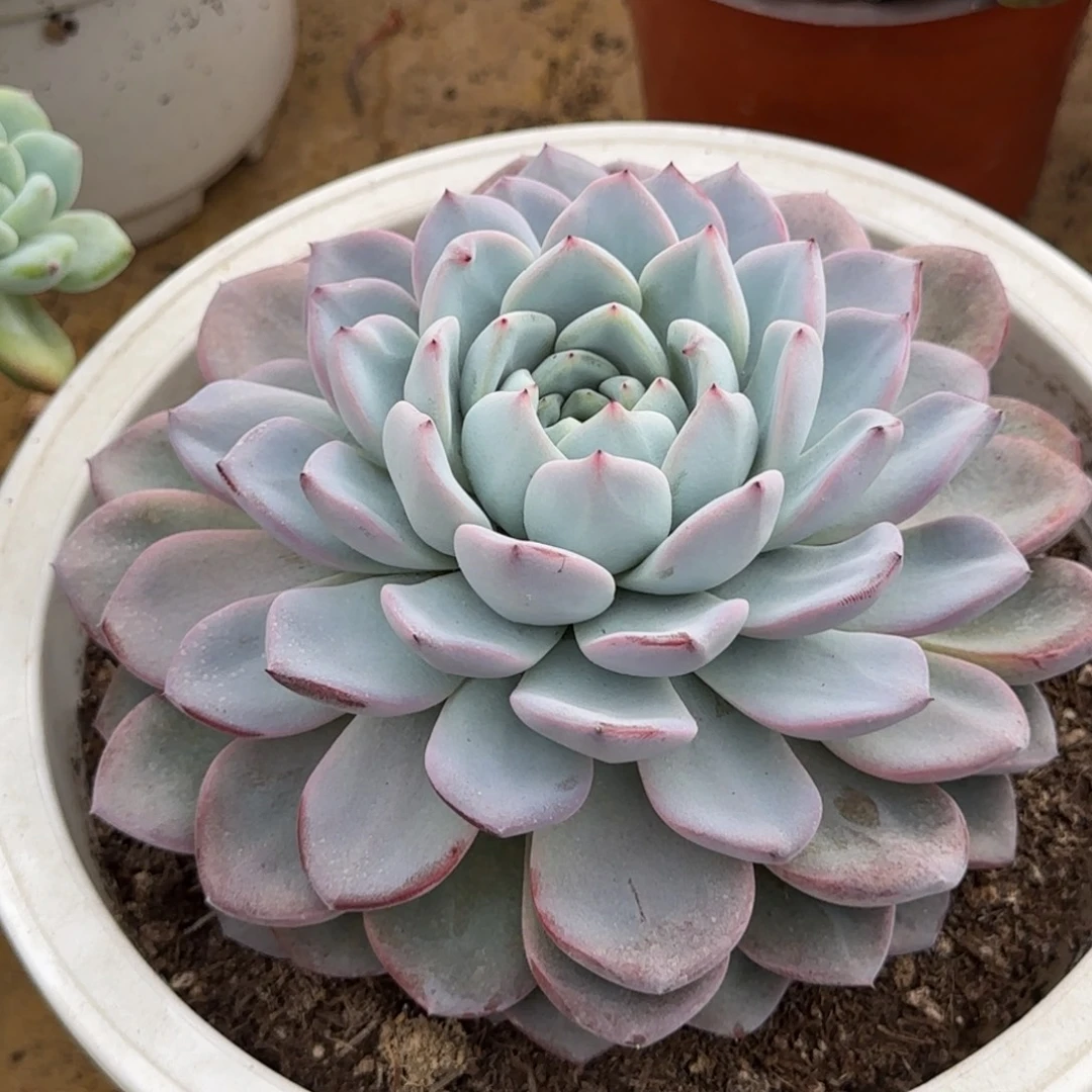 维特惊鸿一物一拍包装收缩花旱