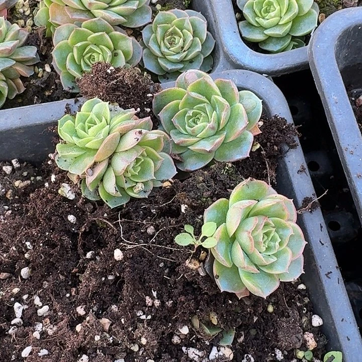 罗西吗瘤子三颗量拍29-61