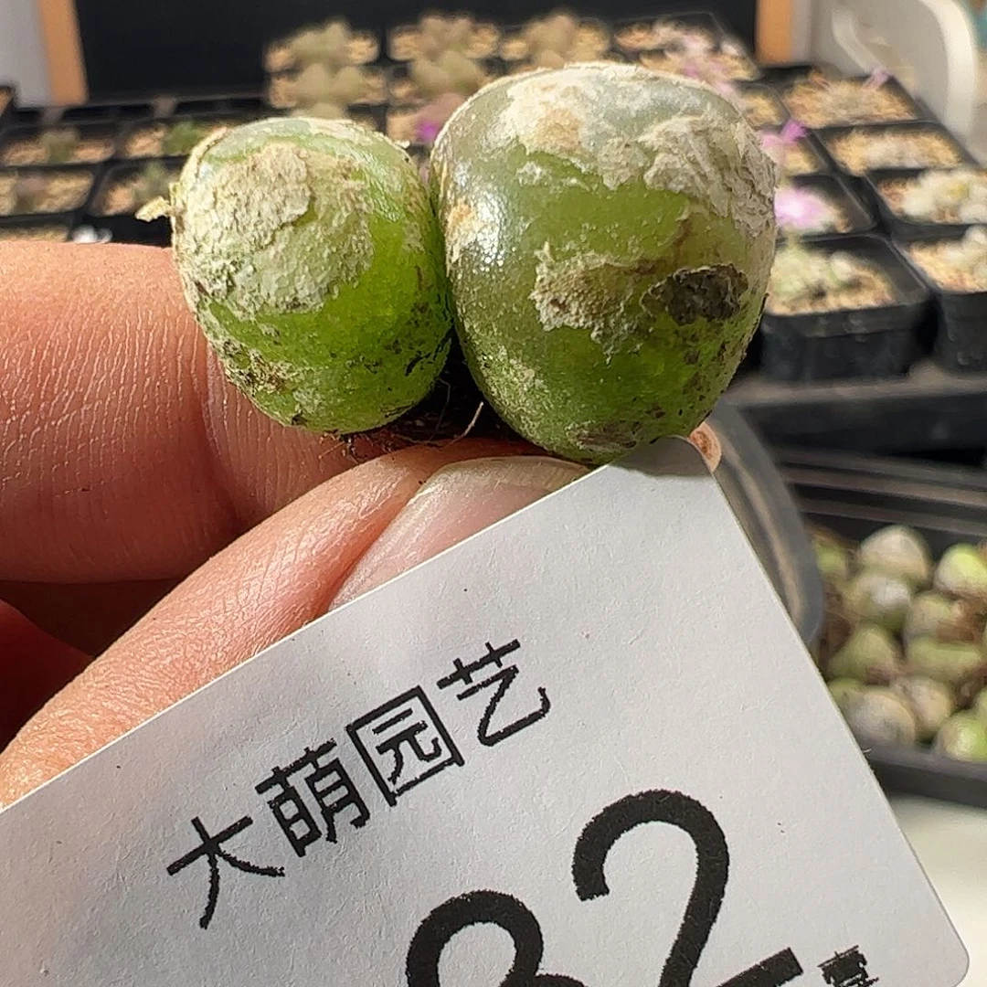 一物一拍。        132