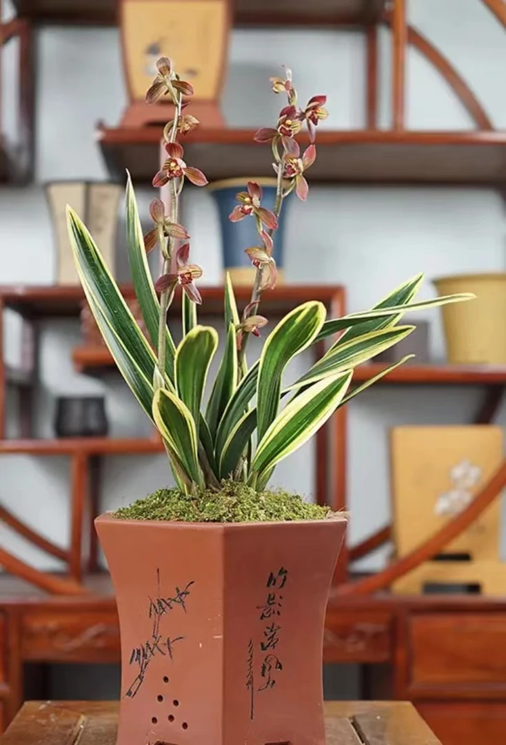 墨兰【东方红神荷】经典荷瓣花