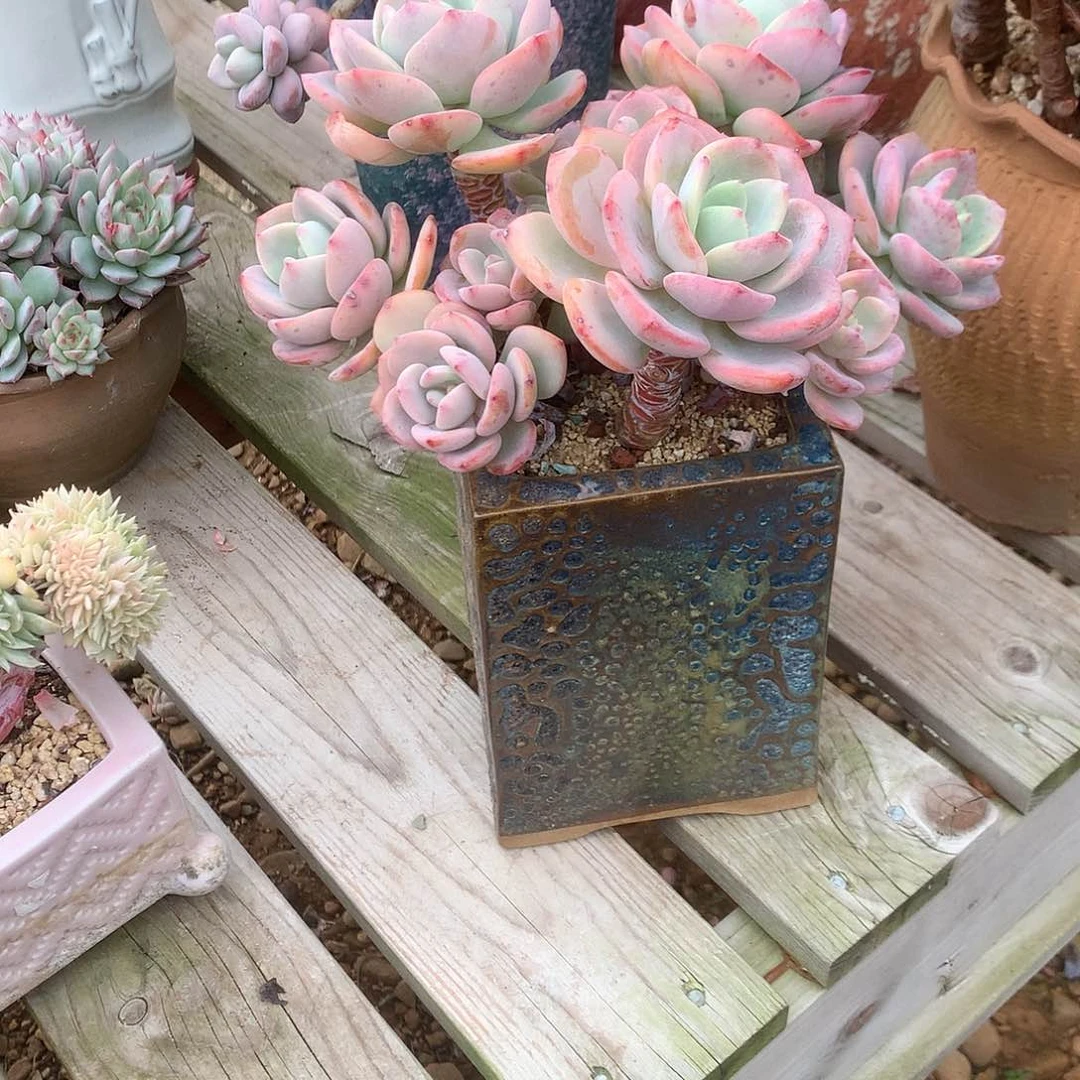 这*站白月光带盆多肉植物