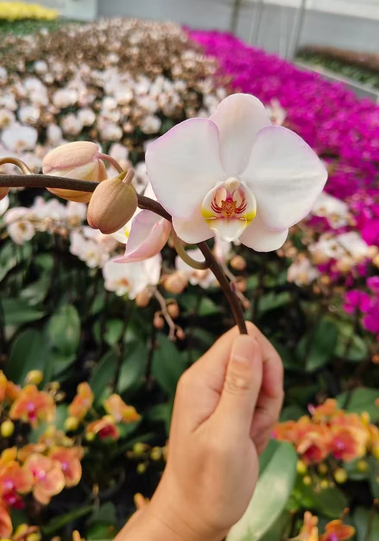蝴蝶兰【花仙子】 花色鲜艳 广州源头基地直发