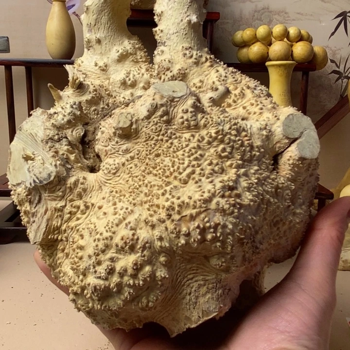 香榧木瞌**虫黄杨木手把件