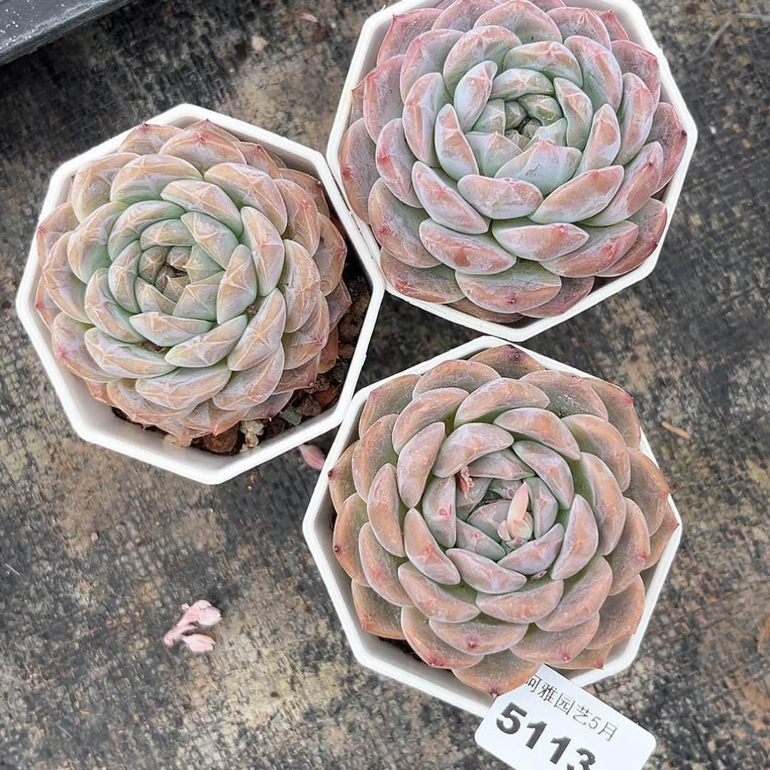 阿雅园艺。     5113