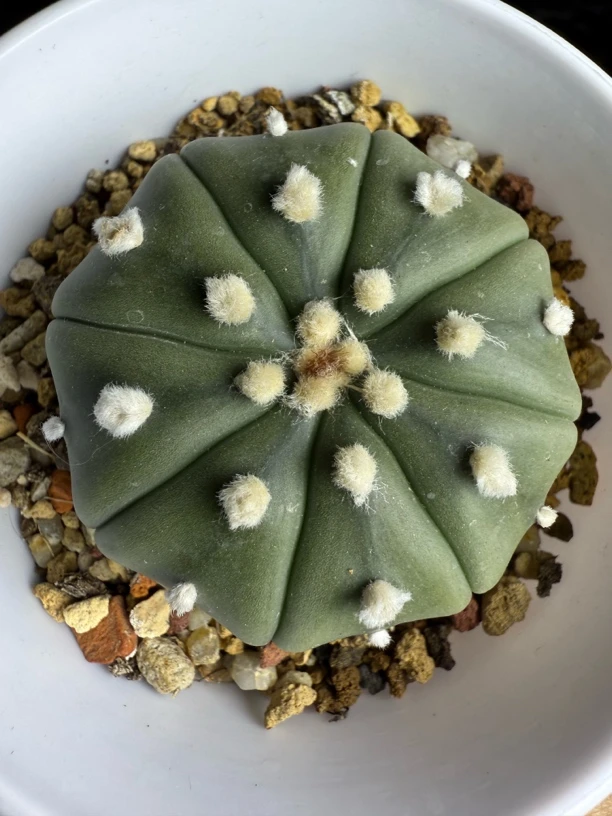 指纹琉璃兜实生仙人球尺寸5.2