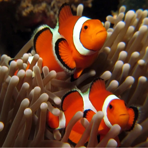 人工公子小丑鱼活鱼海水鱼海水观赏鱼奥黑毕加索尼莫黑边熊猫公子