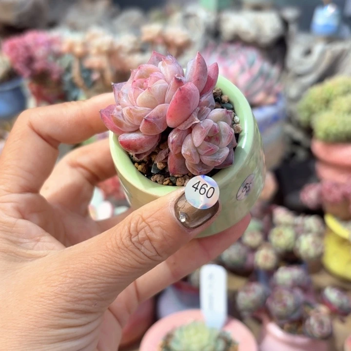 460 多肉含盆土 30包邮 除偏远