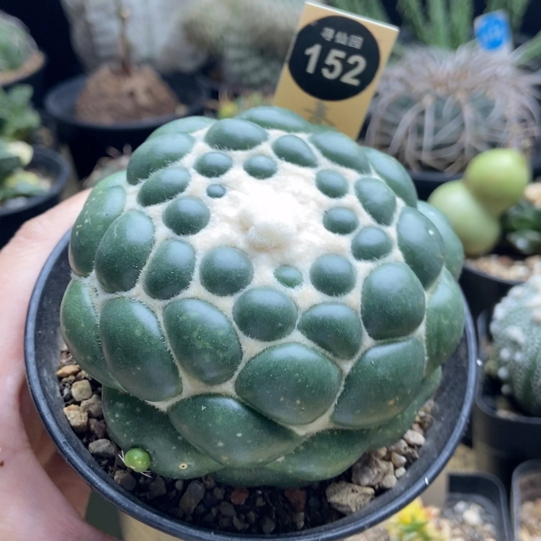 自根无刺象牙8cm一棵有斑