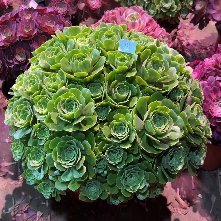 多肉植物五彩琉璃1733
