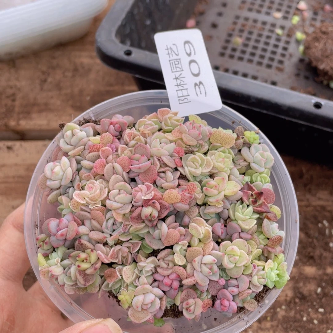 多肉植物多肉植物309