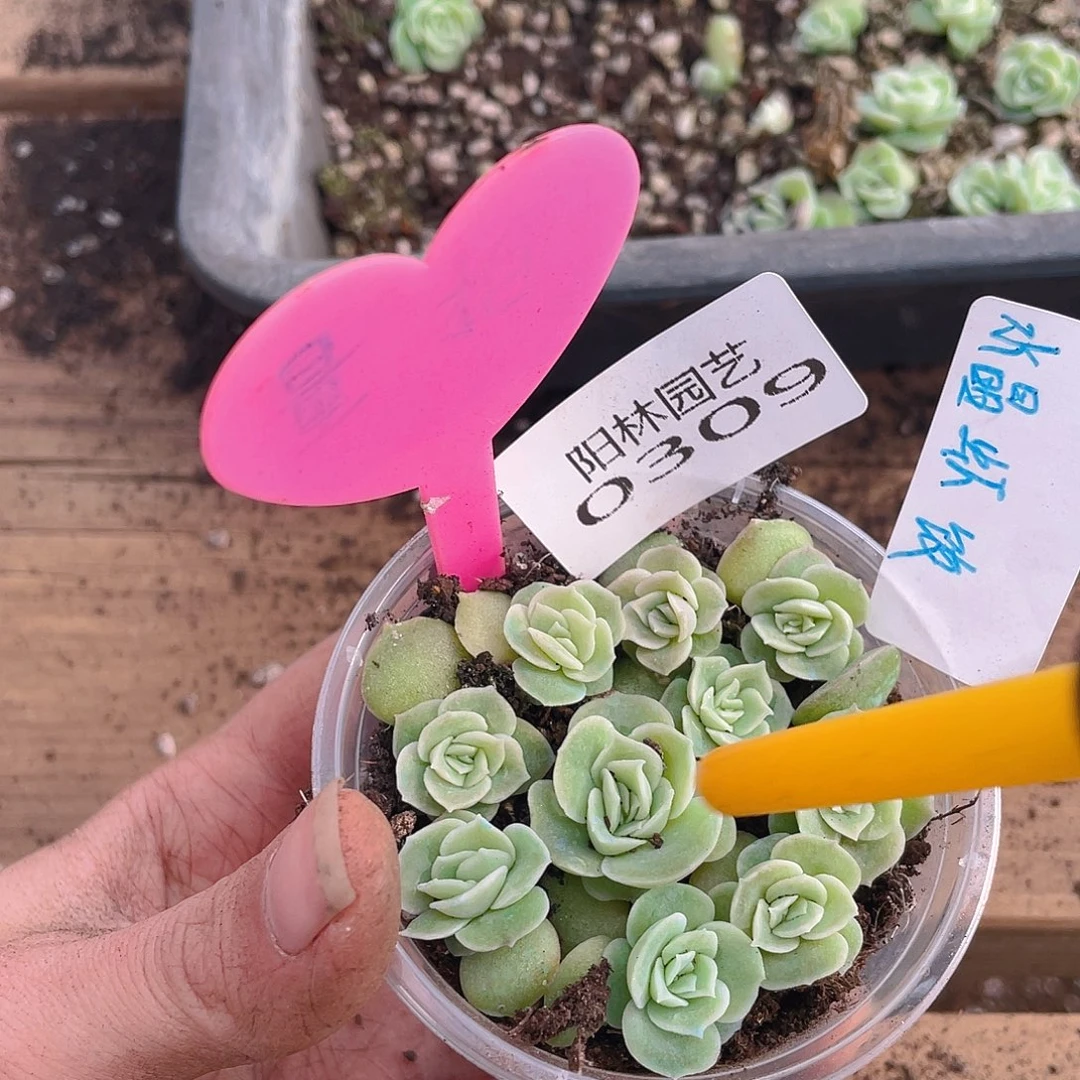 量拍多肉植物多肉植物309