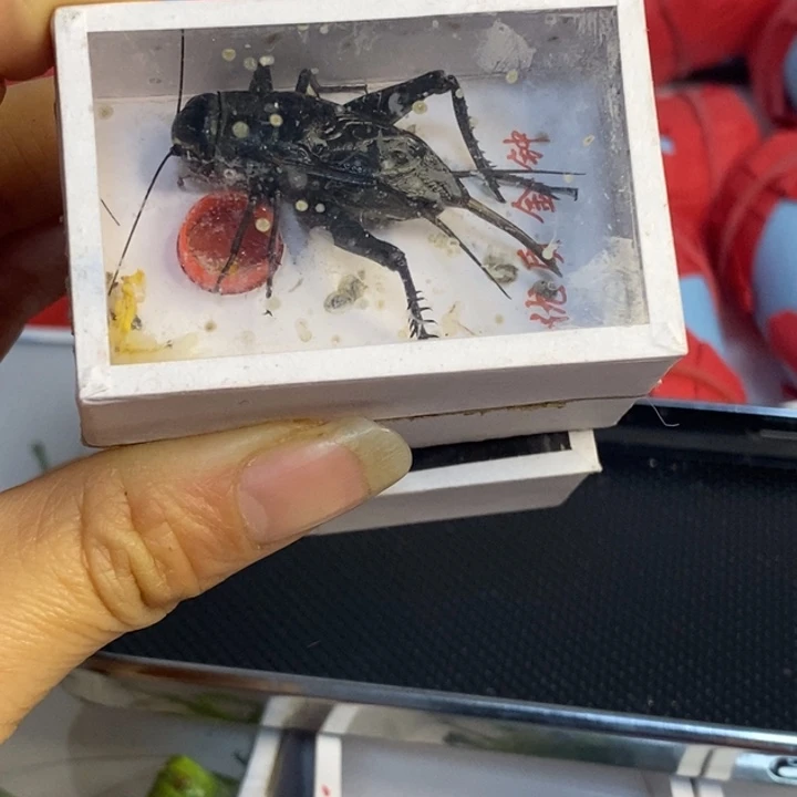 清***龙蟋蟀我在等着你回来