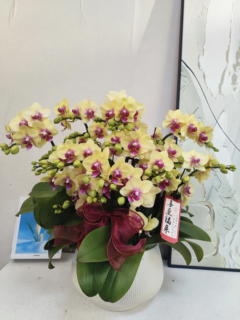 蝴蝶兰 【黄金万两】真花 中秋送人送礼必备 四季开花 多样性发货