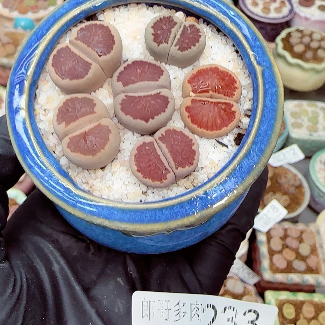 生石花满18包邮0927-233