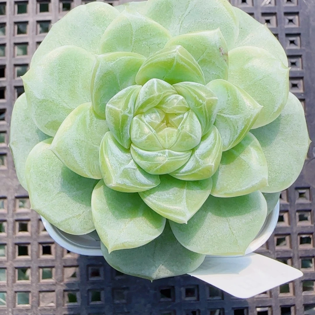 相***以花語逸鏡-0613-106