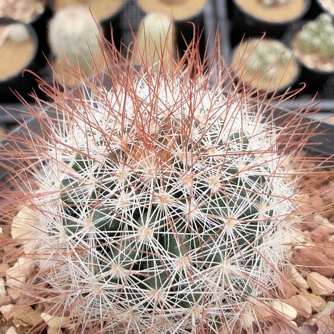 实生马库斯脱土发货