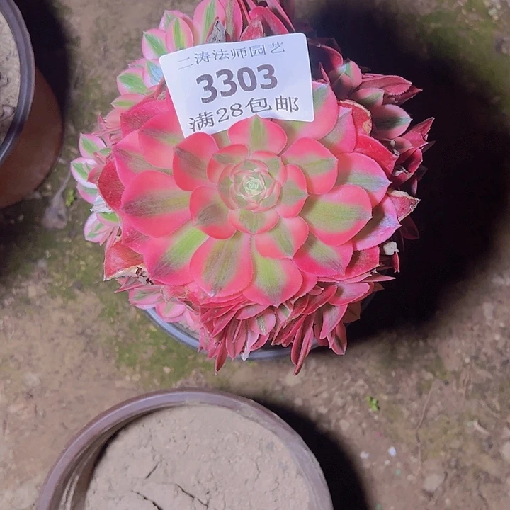 3303粉女巫多肉植物老桩