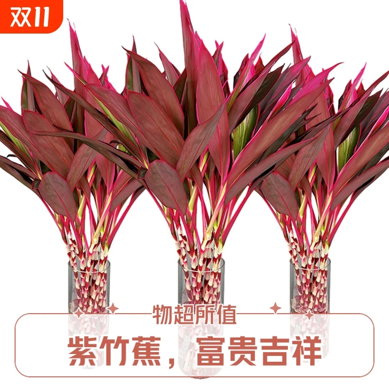 鸿运紫红竹鲜切花水培植物富贵竹水养客厅招财室内年宵绿植花卉