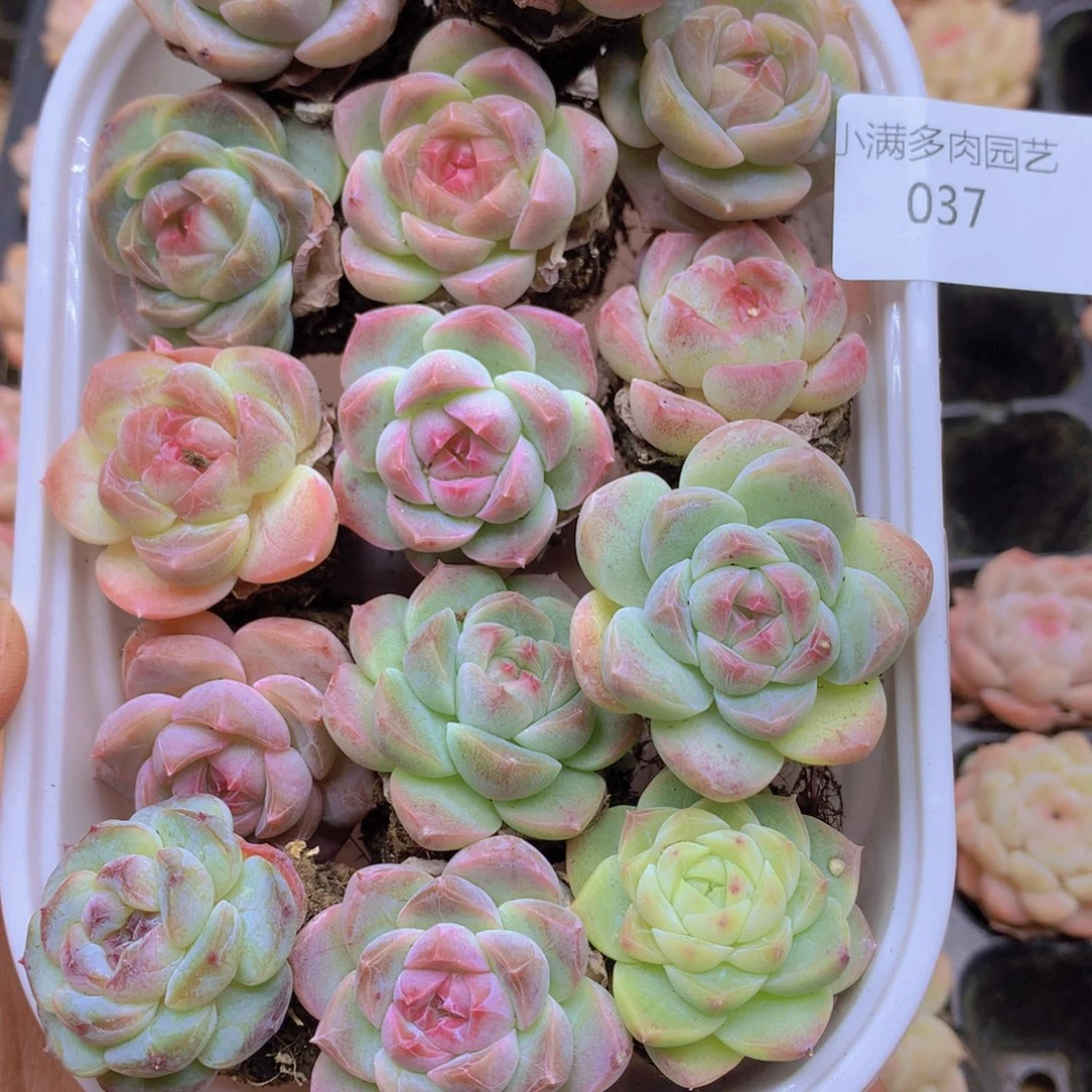 我要去看你了啊我 037