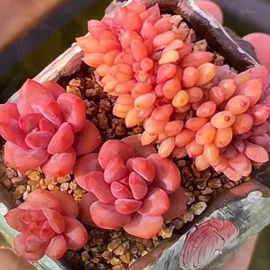 新年快乐 新年快乐爱丽儿模特
