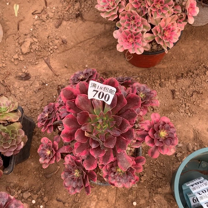 700美杜莎大手捧1号棚