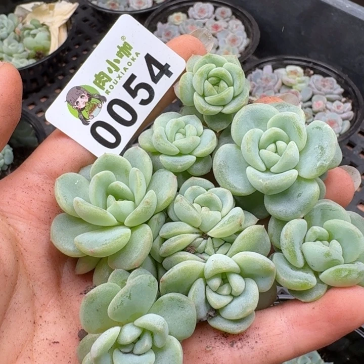 多肉植物多肉植物