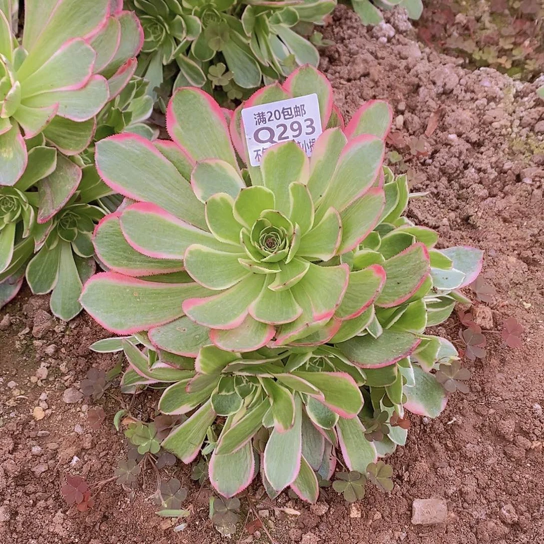 293粉花妖多肉法师锦量拍