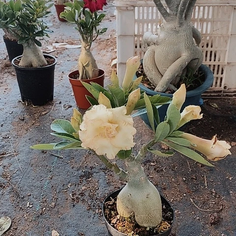 【闪购商品】念绿植