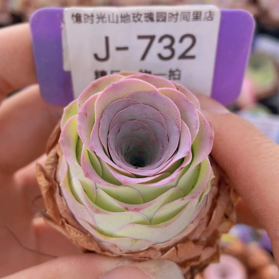 山地玫瑰童话气球J732