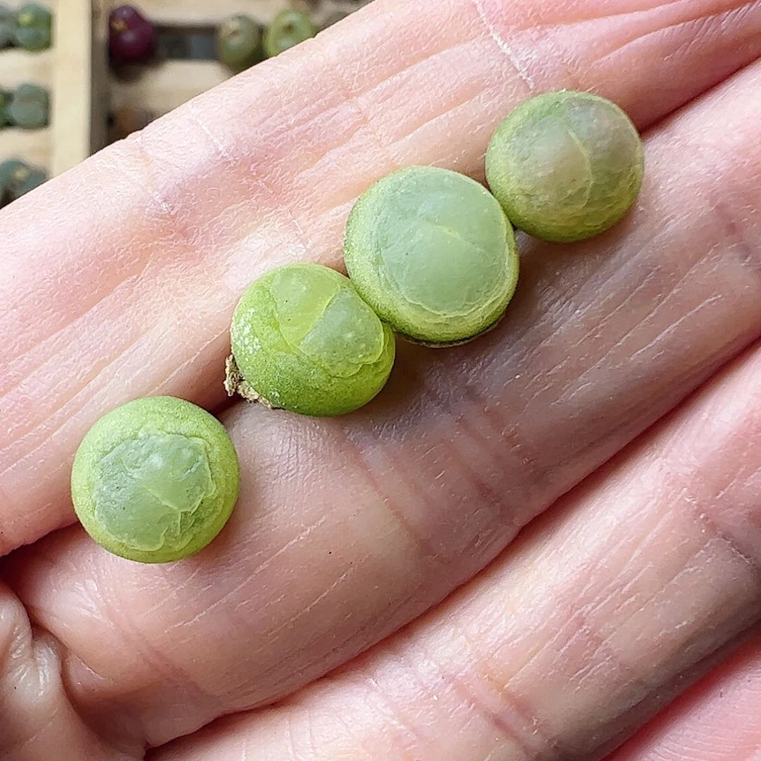 sh1200/拿铁多肉植物馆