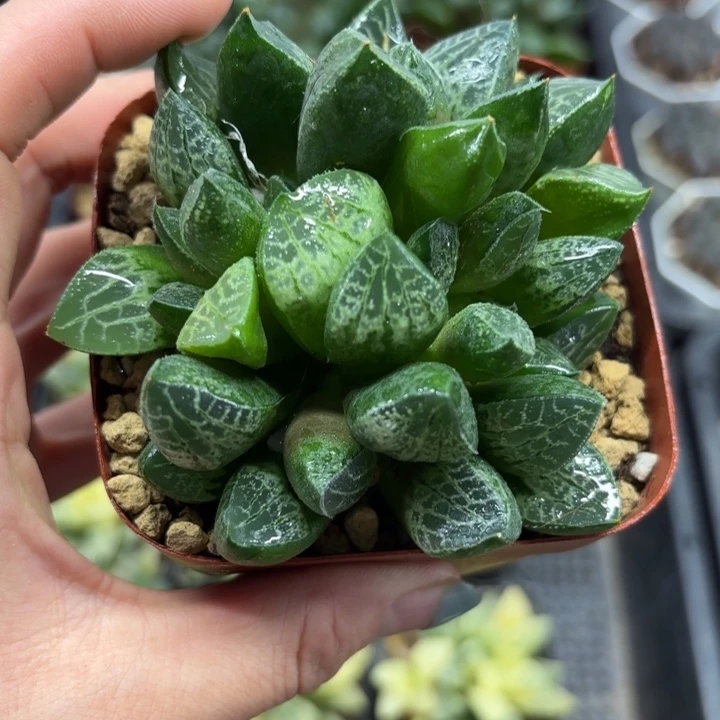 唐草寿多肉植物原