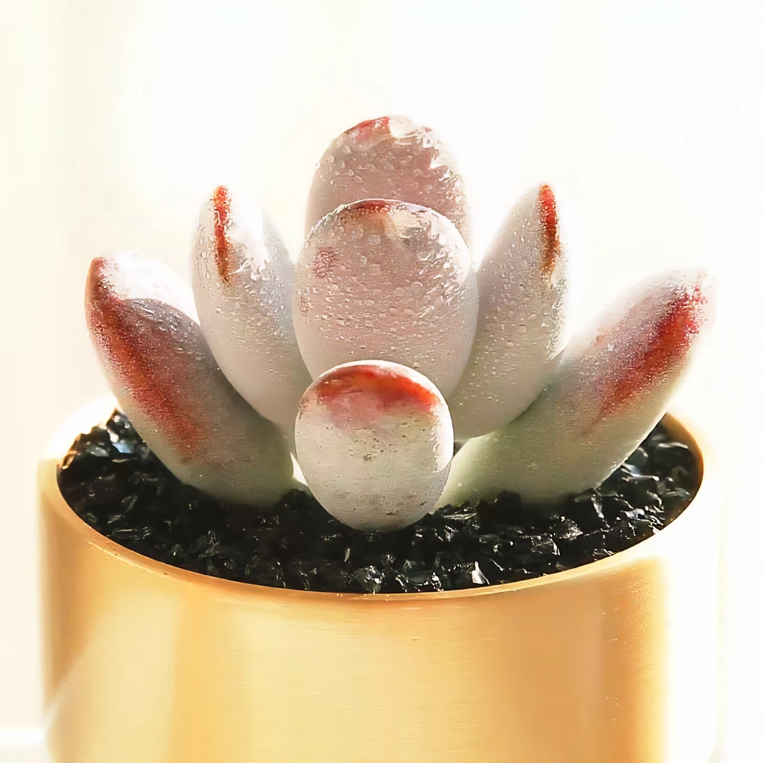 乒乓福娘群生多肉多头植物组合盆栽办公室阳台桌面绿植花卉