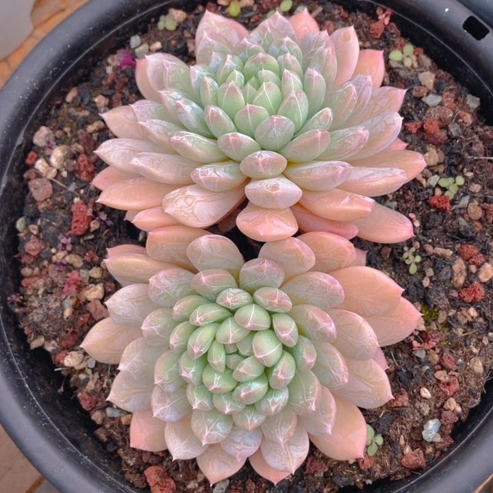 谢谢你的支持0000028.9