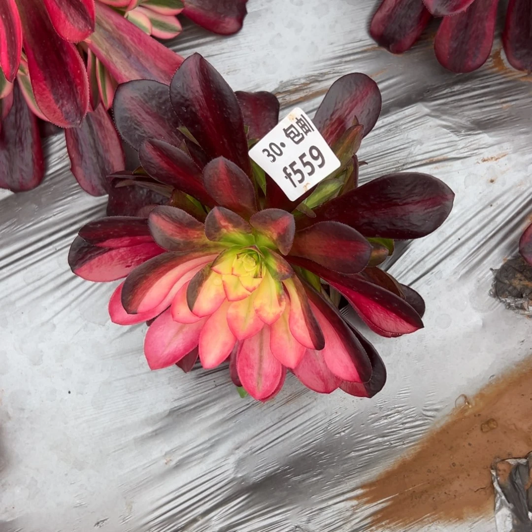 陌*559美杜莎多肉法师