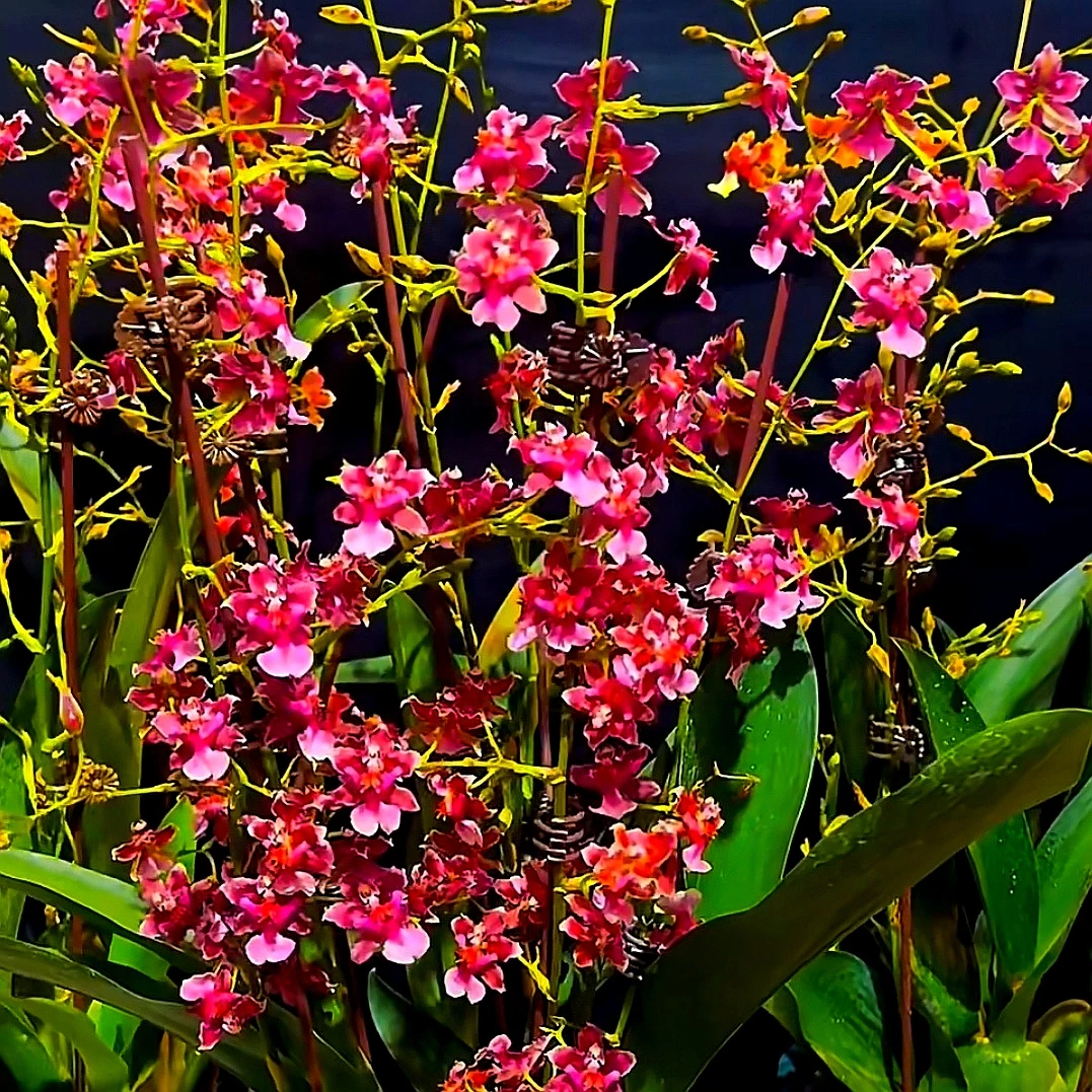 泰国香水｜文心兰 浓香味花瓣颜色红色渐变花卉盆栽