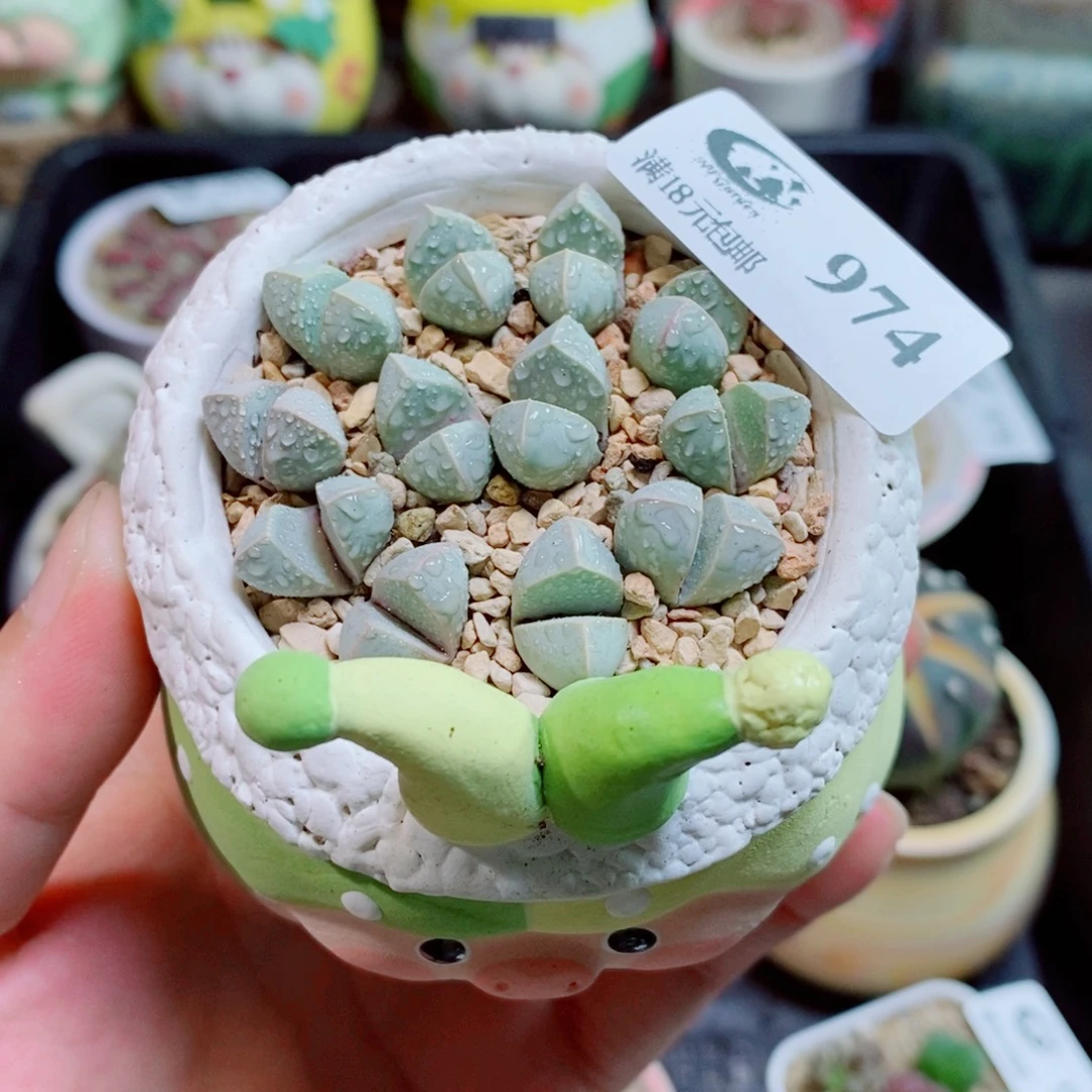 生石花花花花花974