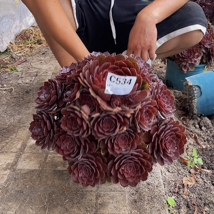 千面男爵包邮法师32/7