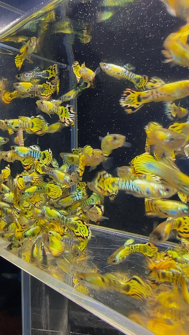 彩金蕾丝虎孔雀鱼