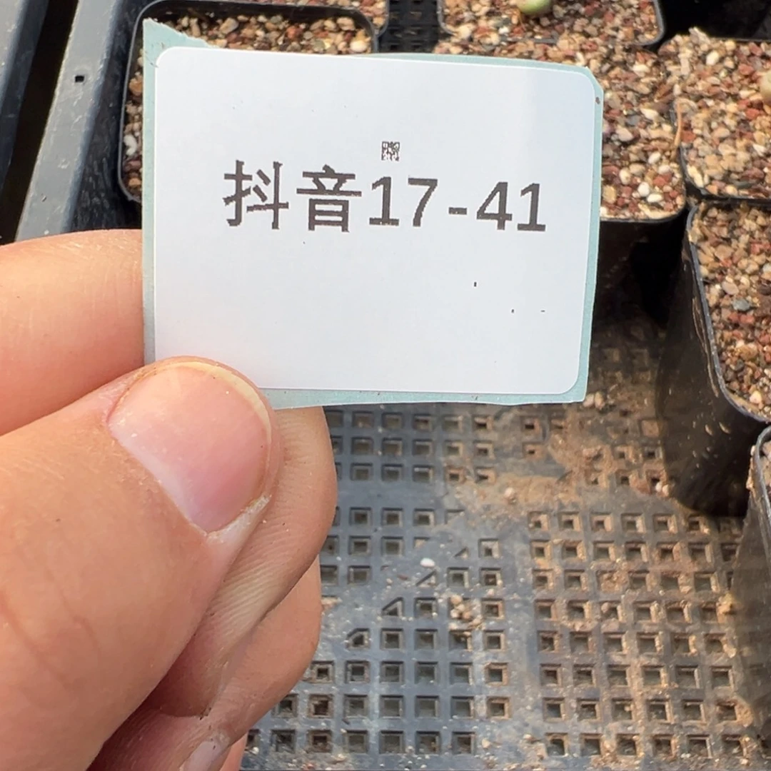 A***i17-41紫小丁5颗多肉