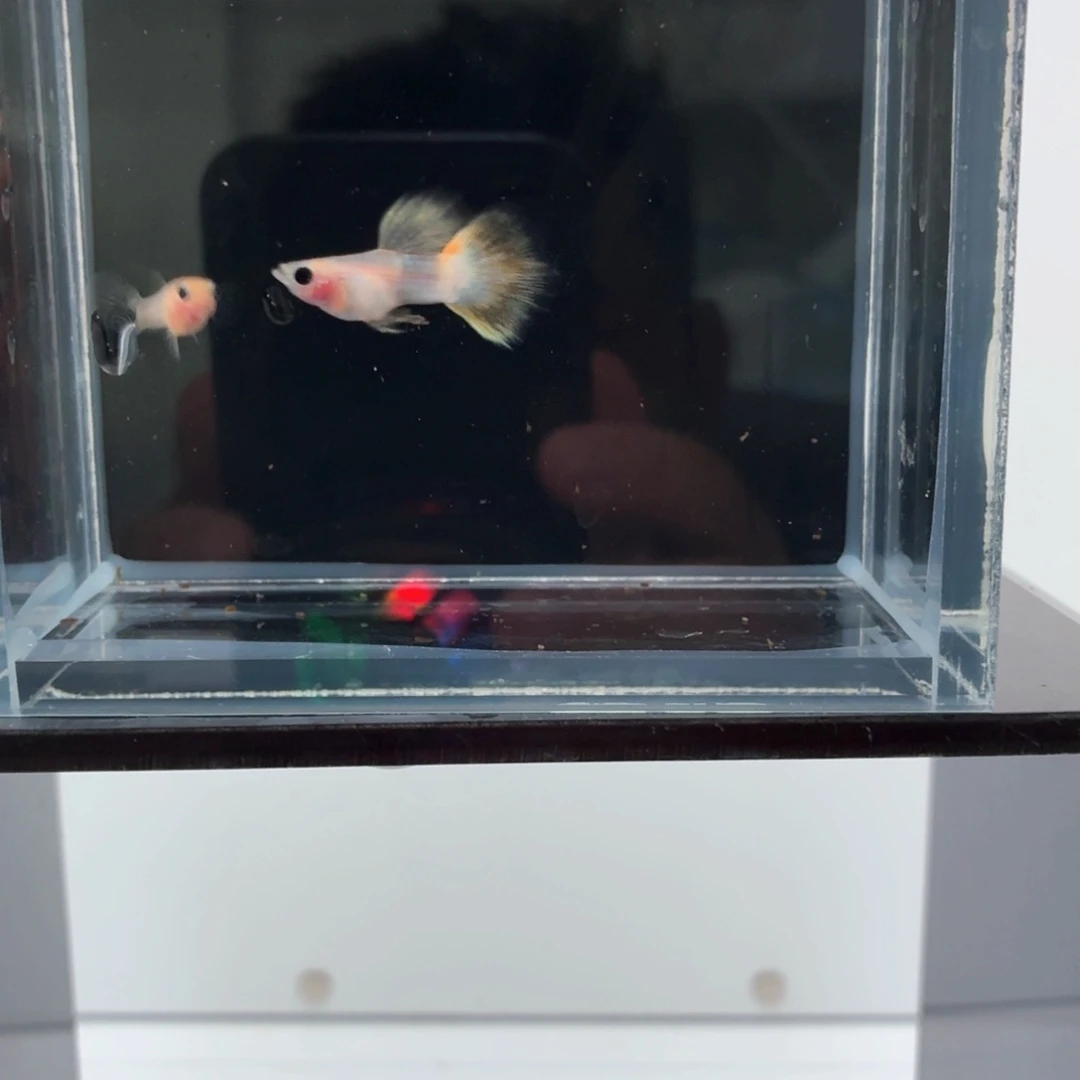 孔雀鱼幻彩粉猫一对（26）
