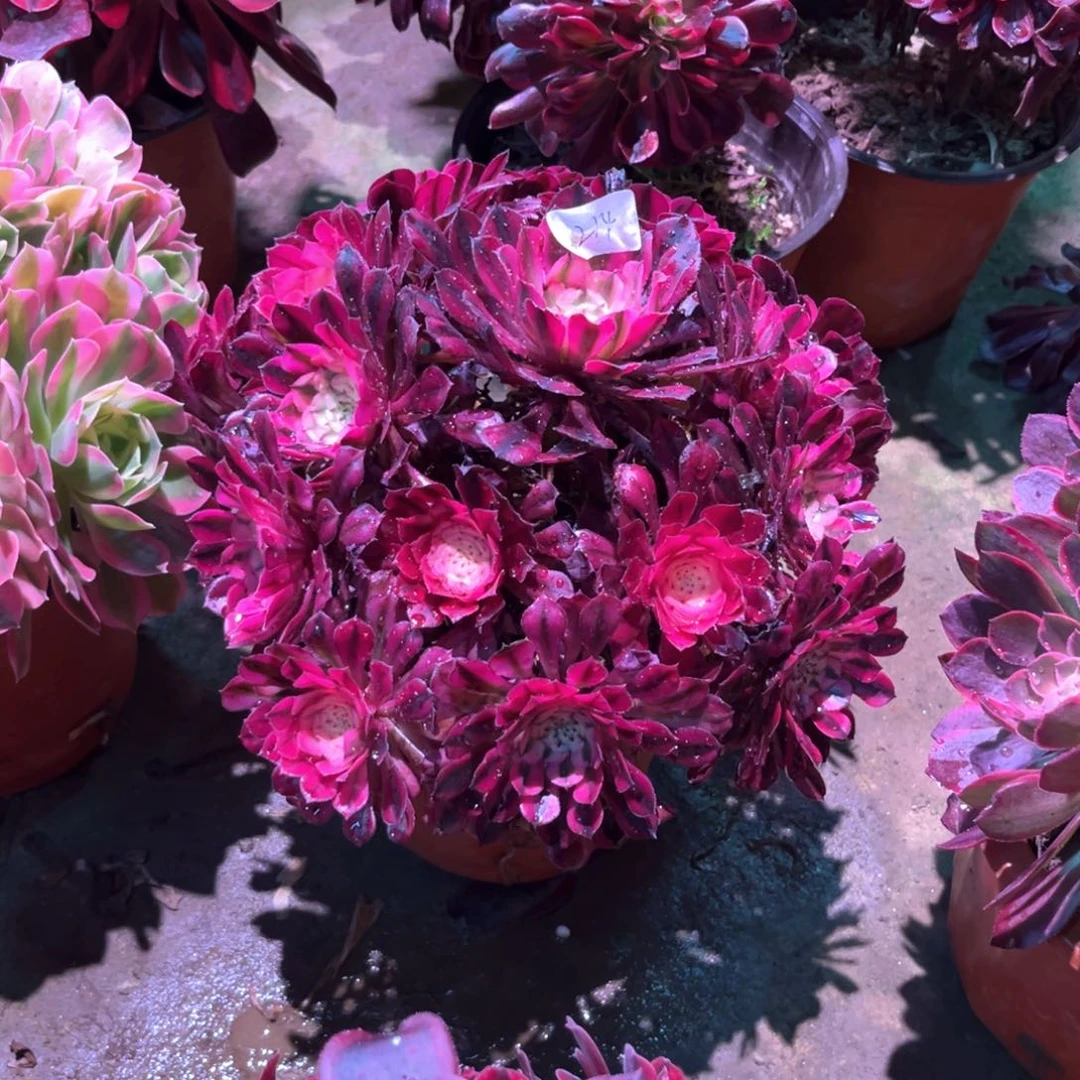 多肉植物红铜白214