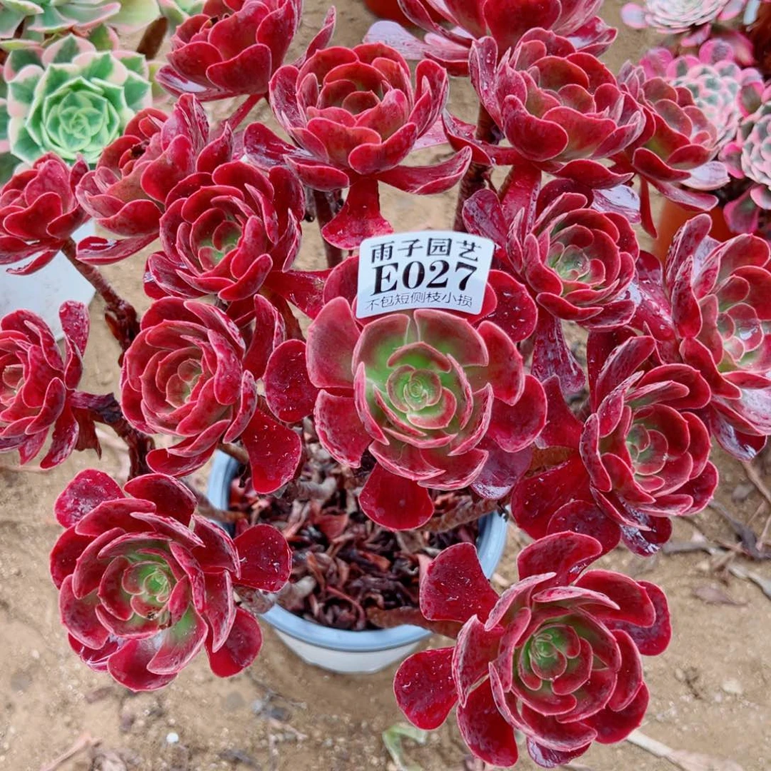 027爱神尺寸30左右