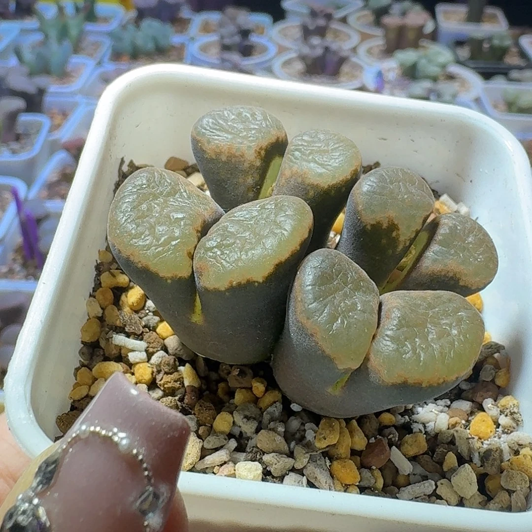 89号四头风铃一物一拍