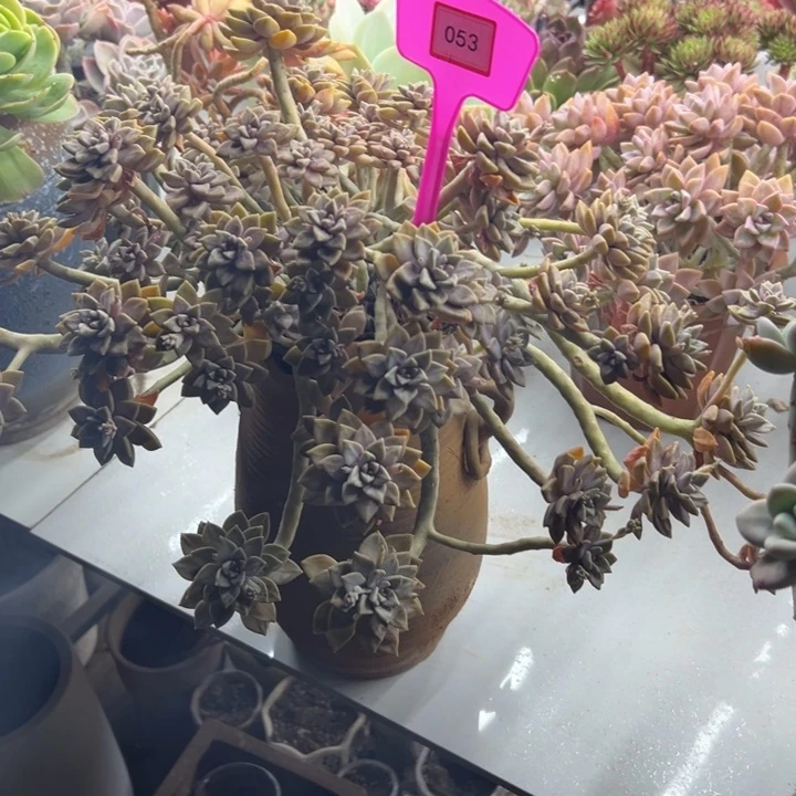 完***。阿伦拍多肉植物053