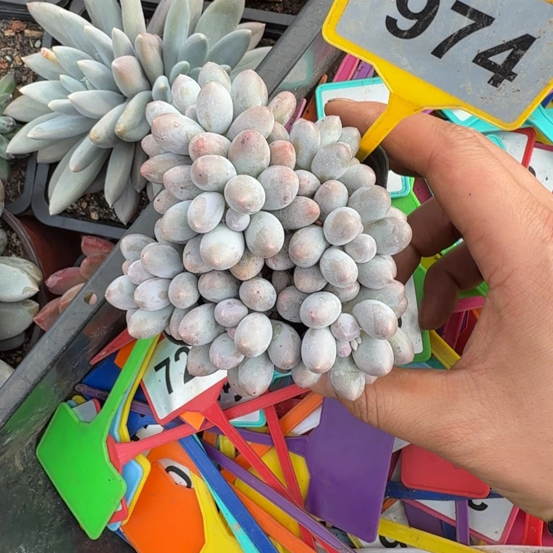 多肉植物汤圆群974