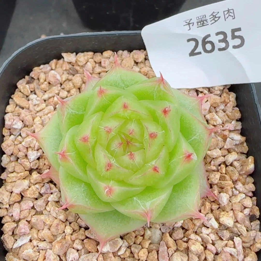 奶油，2635多肉植物