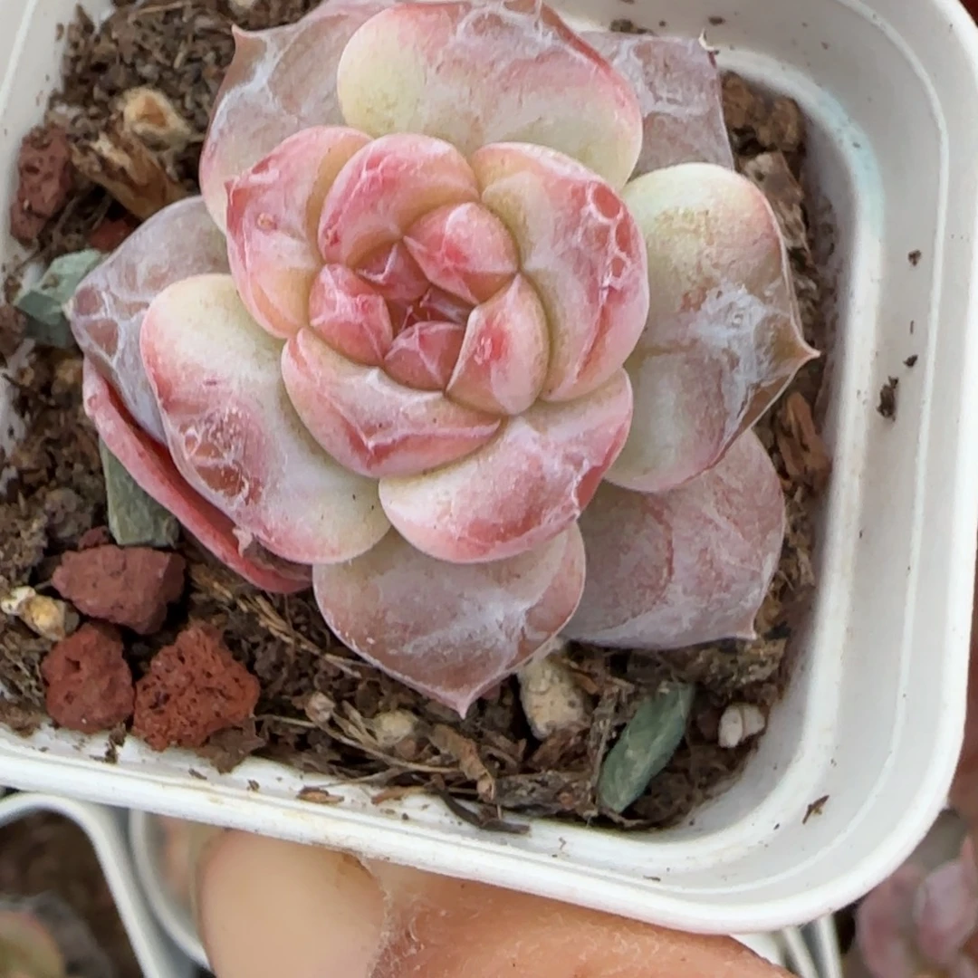 小卡拉米糖心一物一拍